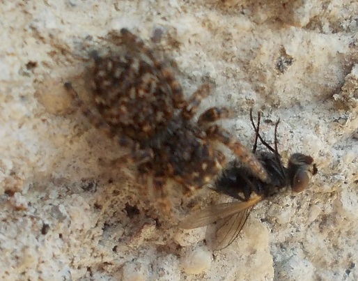 Philaeus chrysops